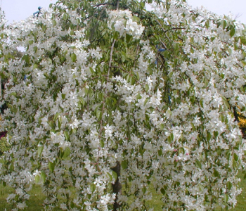 Яблоня сахалинская Pendula