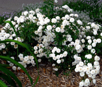 Роза почвопокровная White The Fairy