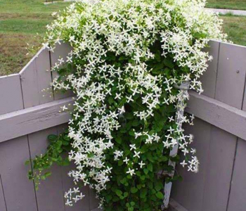 Клематис манчжурский