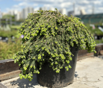 Тсуга канадская Cole`s Prostrate