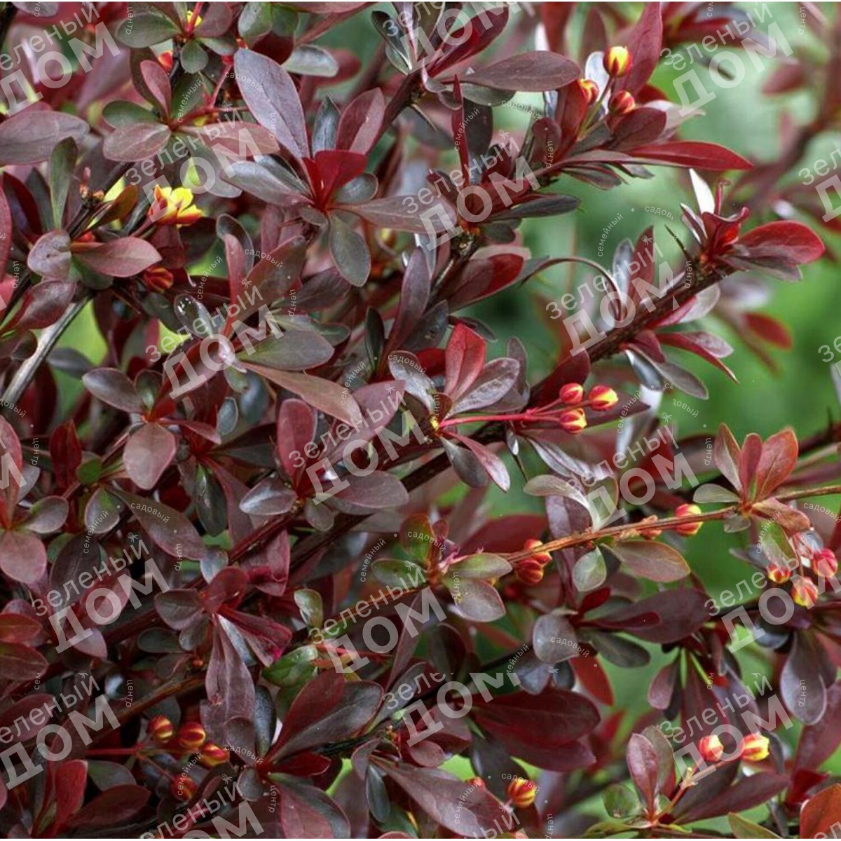 Барборис. Барбарис Тунберга Атропурпуреа. Барбарис Тунберга (Berberis thunbergii). Барбарис оттавский Аурикома. Барбарис Тунберга ред Чиф.