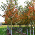 Клен красный Red Sunset