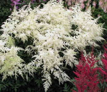 Астильба Арендса Brautschleier