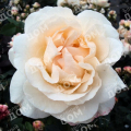 Роза флорибунда Kosmos (Kordes)