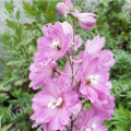 Дельфиниум Magic Fountain Pink