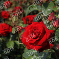 Роза флорибунда Niccolo Paganini (Meilland)