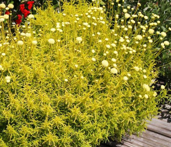 Сантолина розмаринолистная Lemon Fizz
