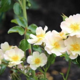 Роза почвопокровная Lemon Meidiland (Meilland)