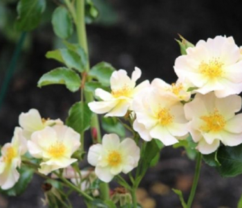Роза почвопокровная Lemon Meidiland (Meilland)