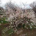 Вишня Войлочная