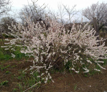 Вишня Войлочная