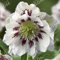 Морозник восточный Double Ellen Spotted White