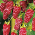 Ежемалина Tayberry
