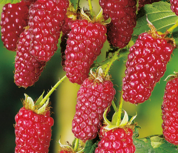 Ежемалина Tayberry