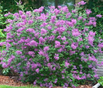 Сирень Мейера Flowerfest Purple