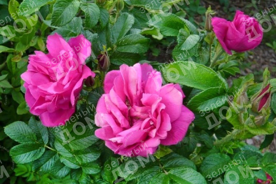 Роза морщинистая Moje Hammarberg
