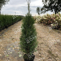 Туя западная Smaragd Threebol