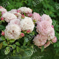 Роза флорибунда Rosenfaszination (Kordes)