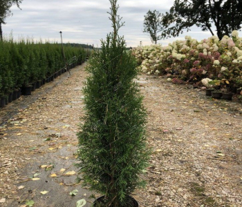 Туя западная Smaragd Threebol