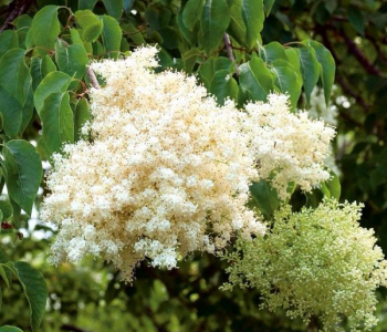 Сирень японская Ivory Silk