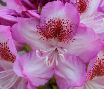 Рододендрон гибридный Royal Violet