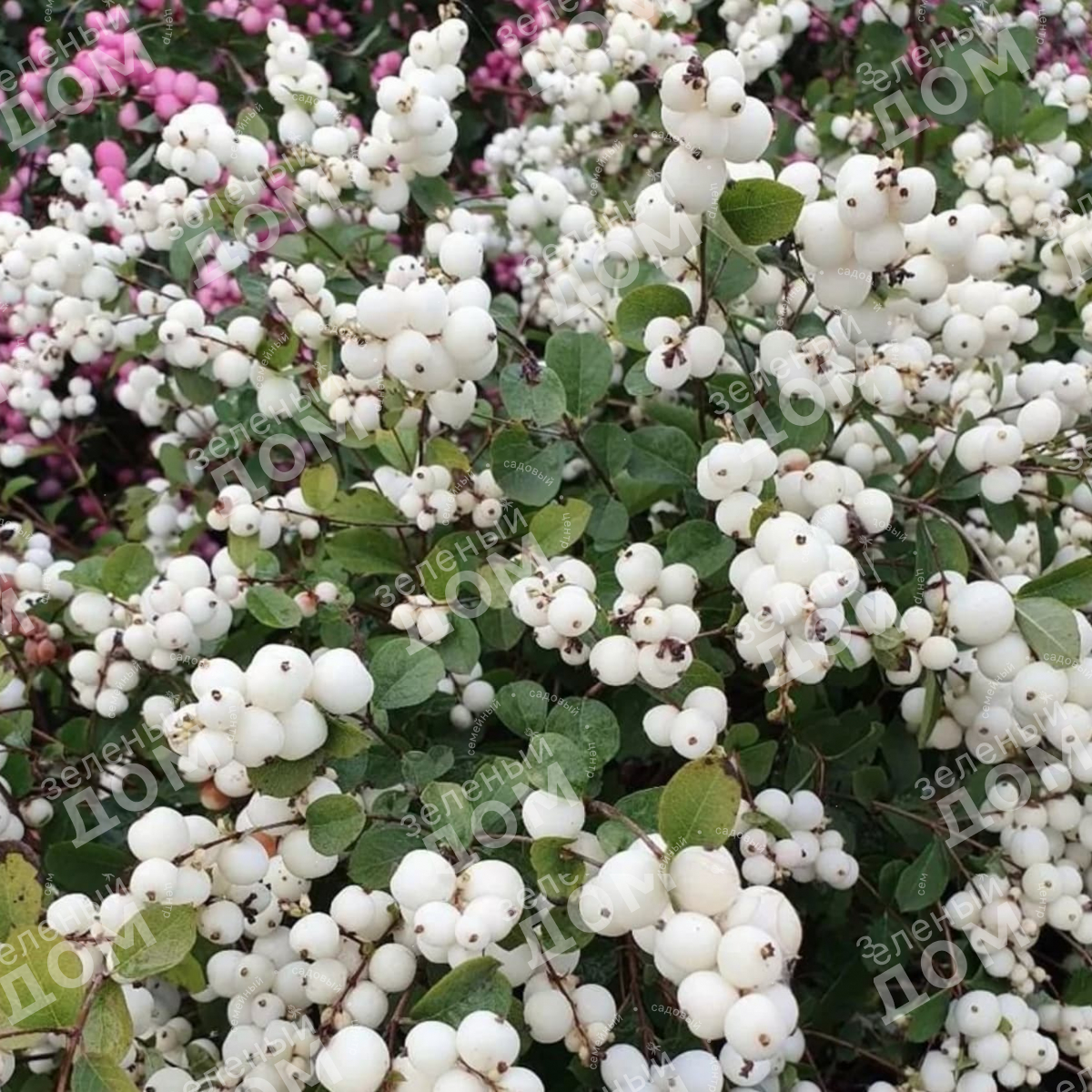 Снежноягодник Доренбоза White Hedge