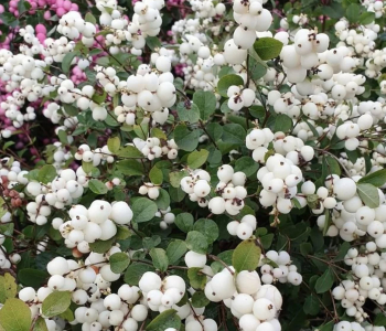 Снежноягодник Доренбоза White Hedge