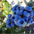 Голубика садовая Duke