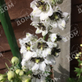 Дельфиниум Magic Fountains White Dark Bee