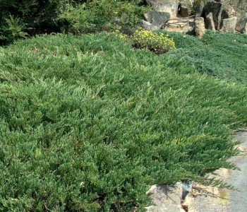 Можжевельник горизонтальный Andorra Compacta