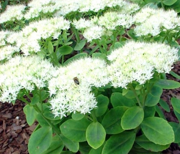 Очиток видный Star Dust