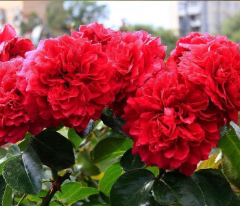Роза флорибунда Red Leonardo da Vinci (Meilland)