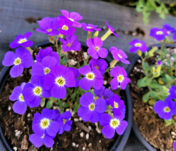 Обриета гибридная Axcent Light Blue