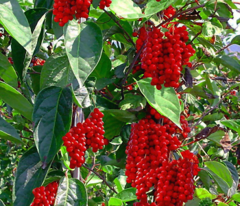 Лимонник китайский