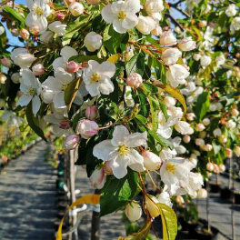 Яблоня Pendula