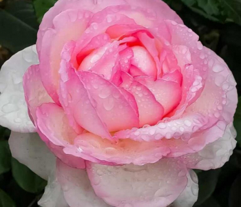 Роза чайно-гибридная Honore de Balzac (Meilland)