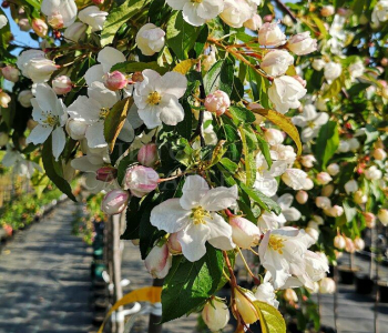 Яблоня Pendula