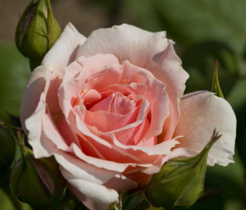 Роза чайно-гибридная Maxima Romantica (Meilland)