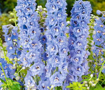 Дельфиниум Magic Fountains Sky Blue White Bee