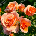Роза флорибунда Aprikola (Kordes)