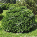 Туя западная Umbraculifera