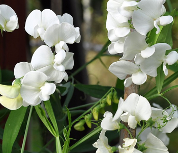 Чина широколистная White Pearl