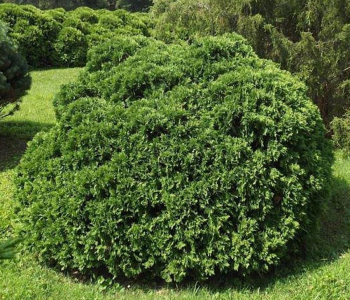 Туя западная Umbraculifera