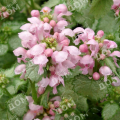 Яснотка крапчатая Pink Pewter
