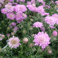 Скабиоза голубиная Pink Mist