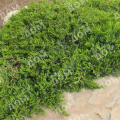 Можжевельник казацкий Broadmoor
