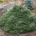 Ель обыкновенная Maxwellii
