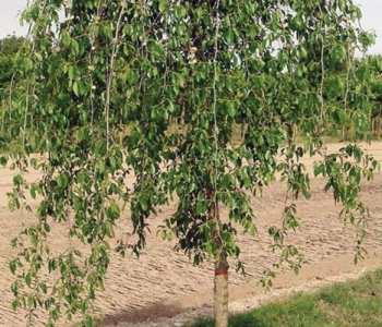 Берёза черная Summer Cascade