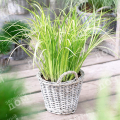 Аир злаковидный Argenteostriatus