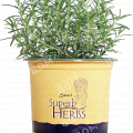 Розмарин Simply Herbs